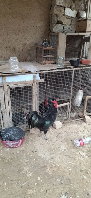 Qora zotdor horoz sotiladi 2 Qora zotdor horoz sotiladi 2