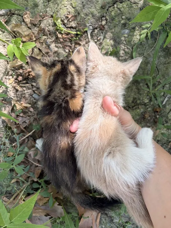 Срочно котята в добрые руки 6 Срочно котята в добрые руки 6