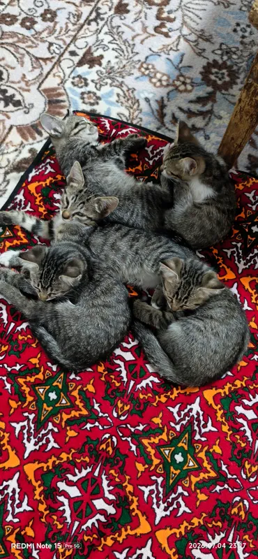 Щедрые земляки. ОТДАМ В ПОДАРОК, Янгийул 1