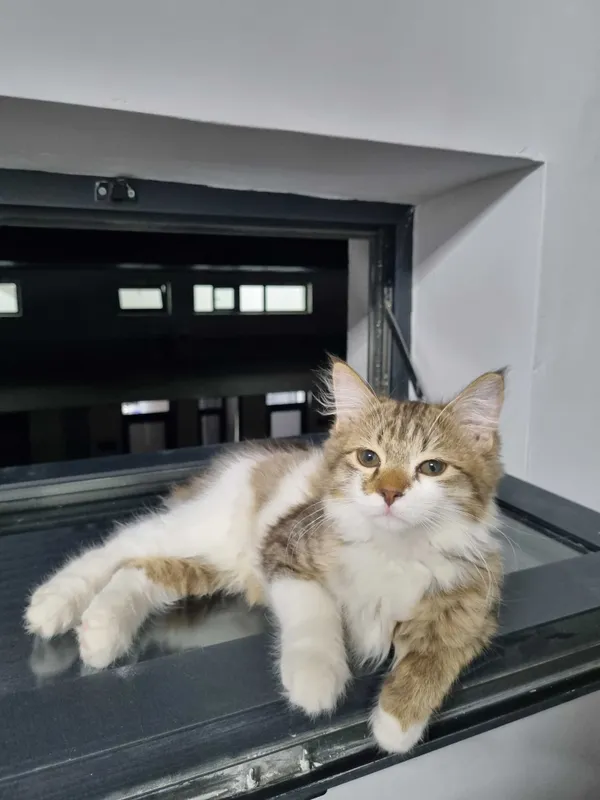 Котёнок Норвежской лесной кошки, мальчик, 3 месяца — фото 5