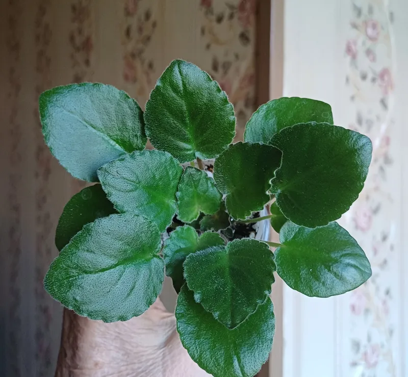 продается сортовая фиалка 1