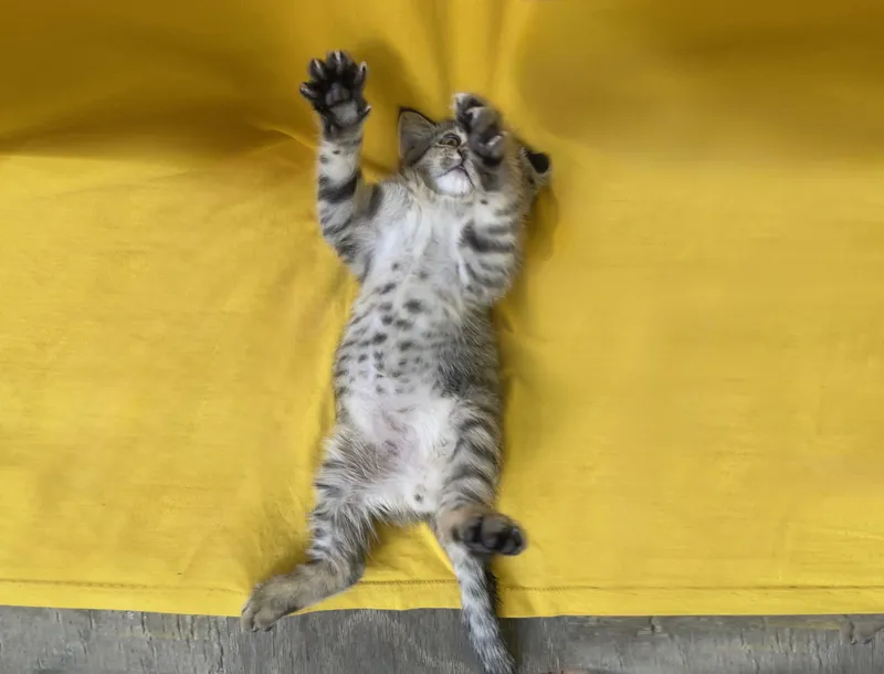 Котенок Трикуся ищет любящего хозяина! 4