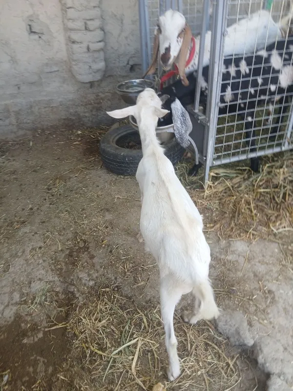 Zotga takacha sotiladi 5