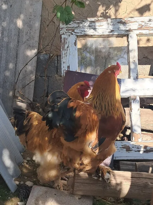 brama xuroz sotiladi 1 brama xuroz sotiladi 1