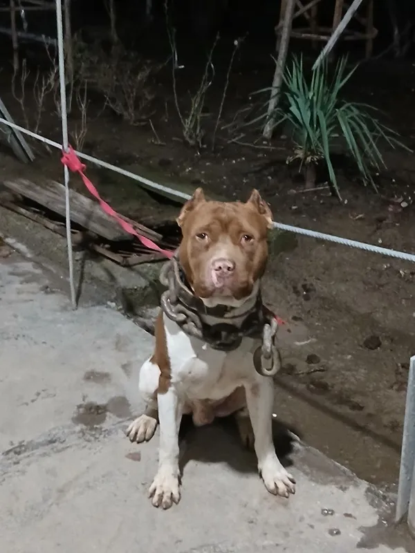 Pitbull Вйазка qoshish uchun — фото 5
