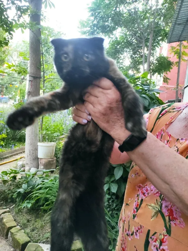 Пристраивпются котята ,одна из них стерилизована — фото 4 Пристраивпются котята ,одна из них стерилизована — фото 4
