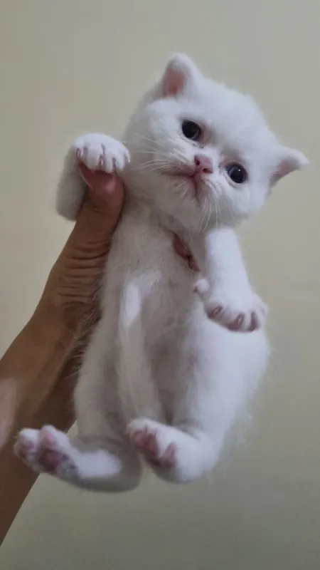 Скоттиш-фолд и скоттиш-страйт 3