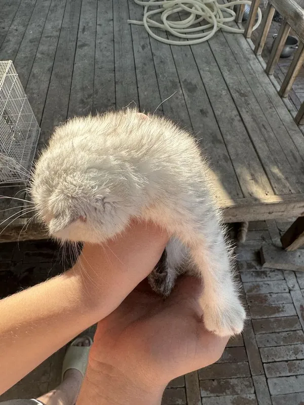 Котята — фото 6