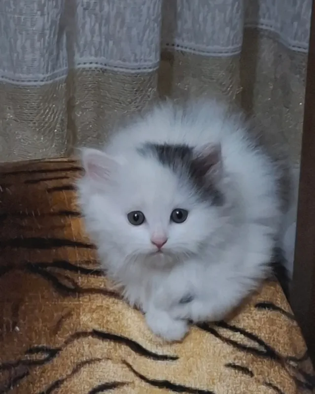 Продаём прекрасную белую кошечку 2 месяца — фото 2