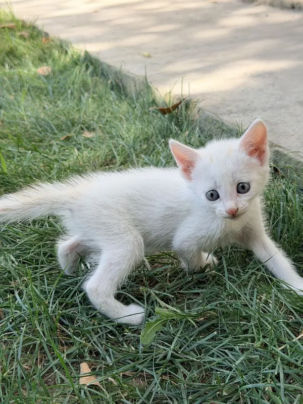 Котята в хорошие руки 7 Котята в хорошие руки 7