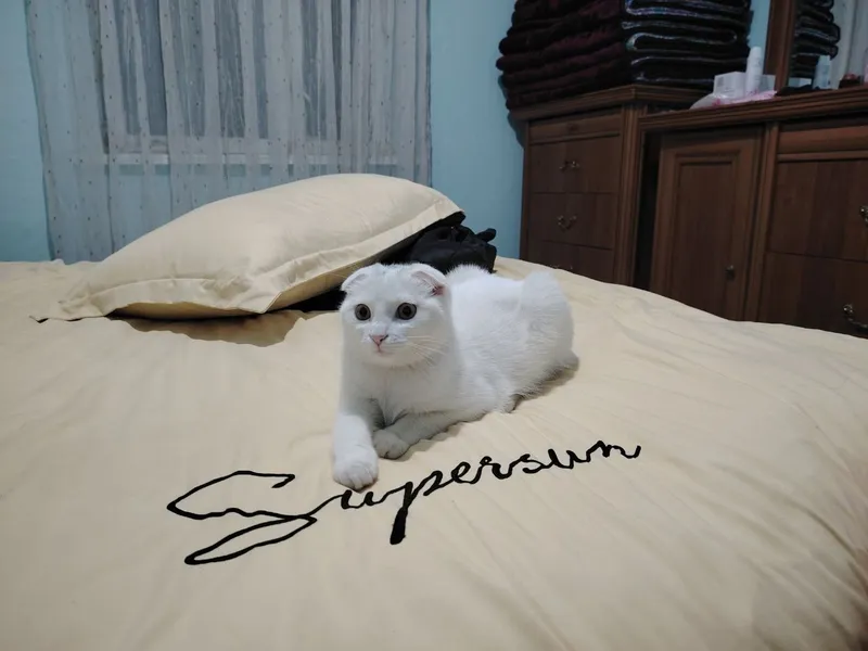 Mushuk scottish fold 2 Mushuk scottish fold 2
