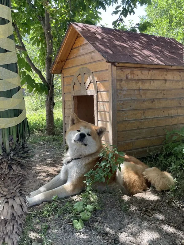 Akita Inu, 2 yosh, erkak, hujjatli 1 Akita Inu, 2 yosh, erkak, hujjatli 1
