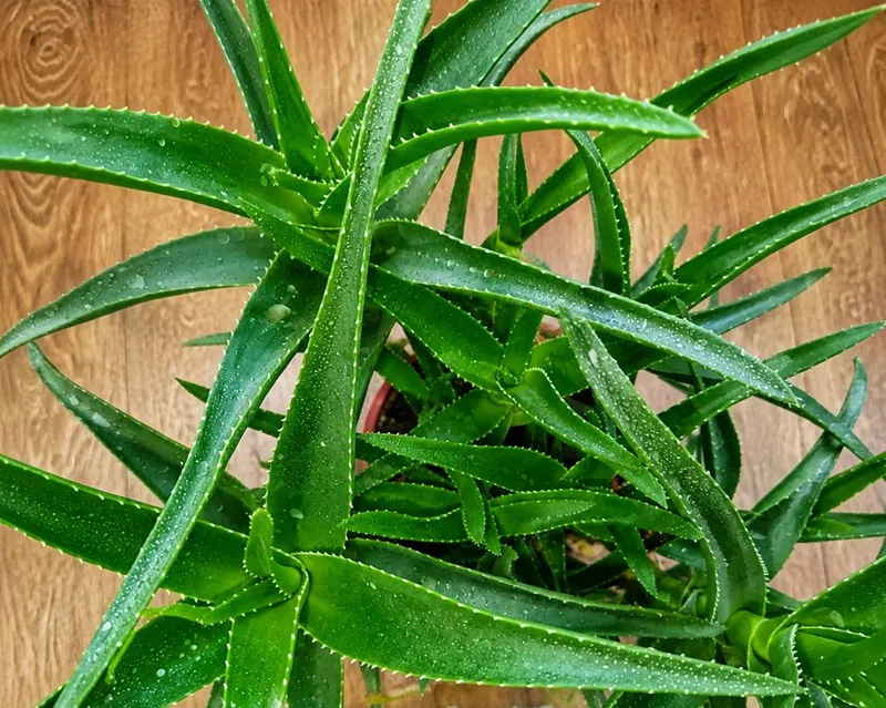 Aloe yoshi taxminan 5 yil, naqd pulda to‘lov 2