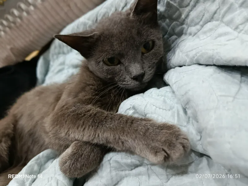 Russian blue (rassiya moviy muwugi)sogʻlom 3