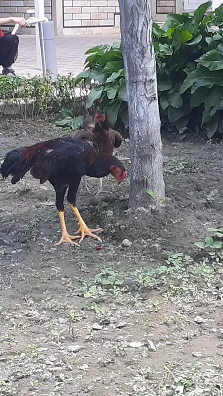 Тозза Дакан хуроз 3