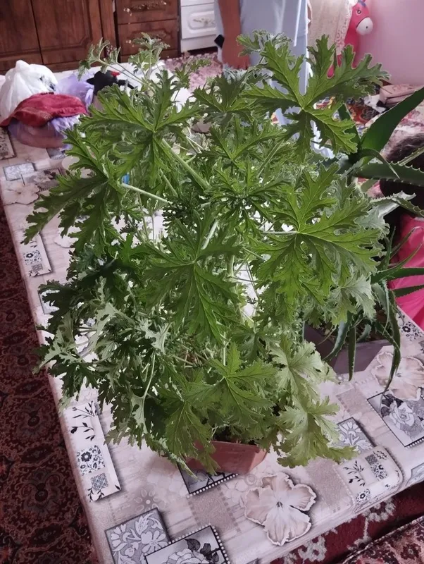 Pelargoniya xonaki gullar sotiladi — фото 2