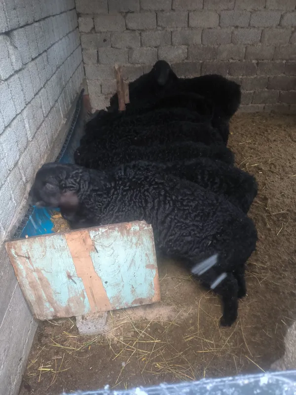 кочкорла сотилади срочно 3 кочкорла сотилади срочно 3