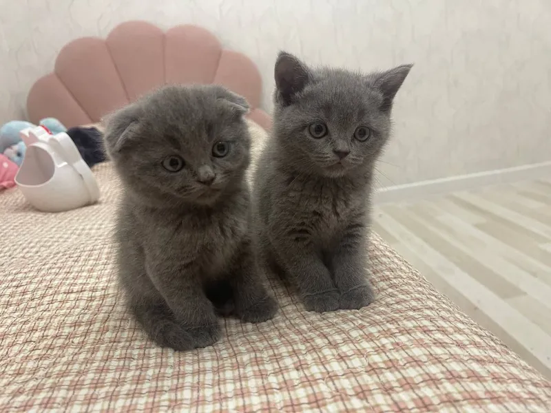 Котята британцы,мальчик и девочка и мама кошка — фото 1 Котята британцы,мальчик и девочка и мама кошка — фото 1