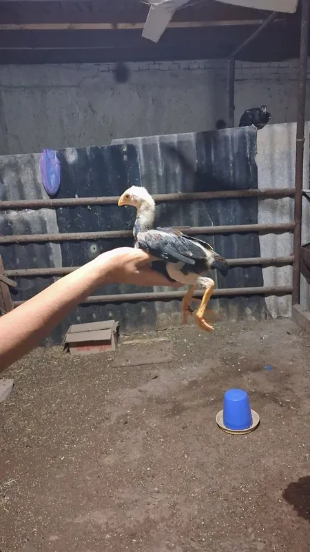 Дакан чужала сотилади