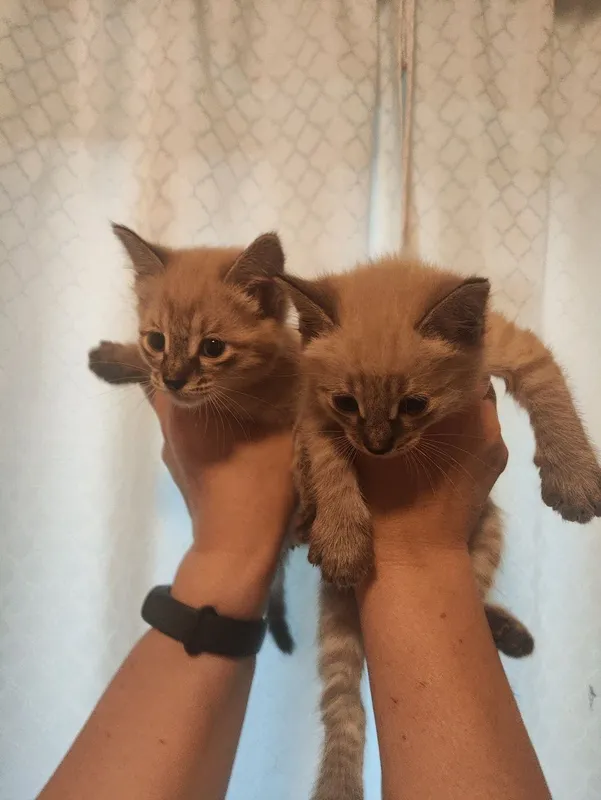 Продаются сиамские котята — фото 2
