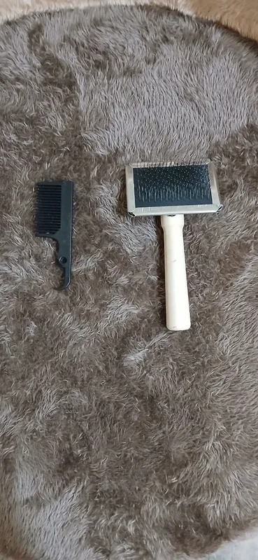 Продам Скоттиш Фолд 6