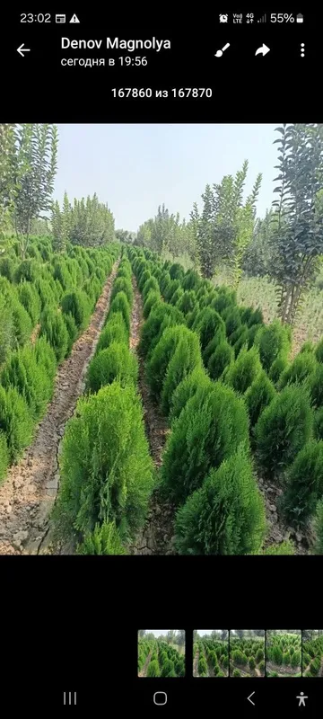 Sezon boshlandi cheklanmagan miqdorda archa kuchatini yetqazib beramiz — фото 4