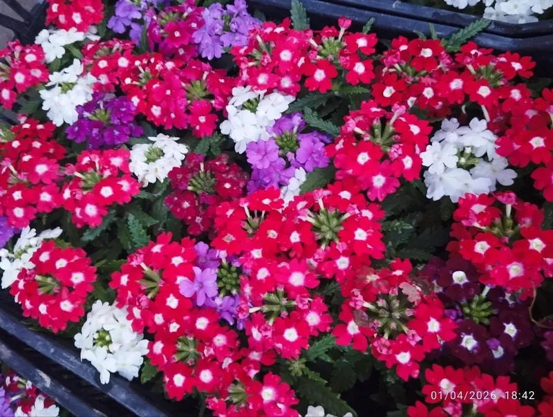 Gul ko‘chatlari sotiladi! Sifatli va chiroyli gul ko‘chatlari: —
