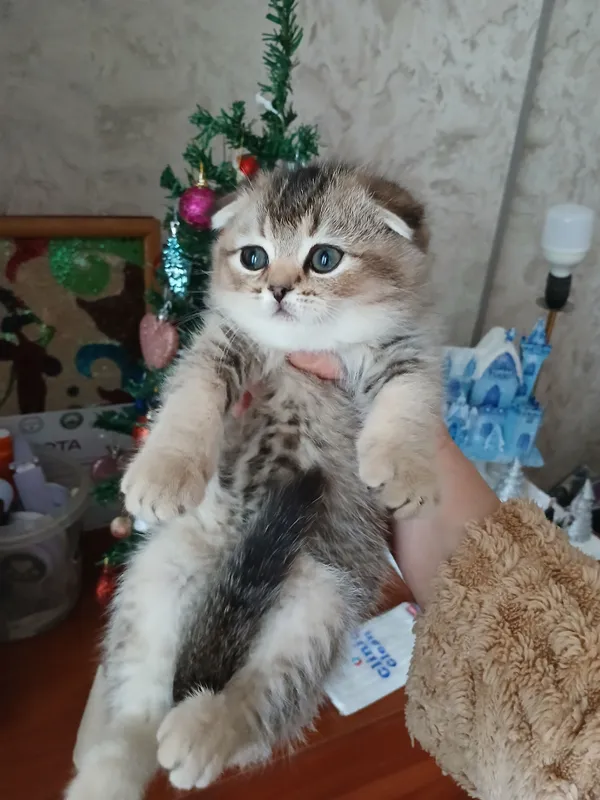 продаю котенка шиншила фолд — фото 1