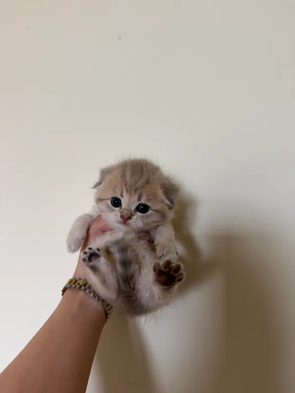 Золотая шиншила кошка — фото 3