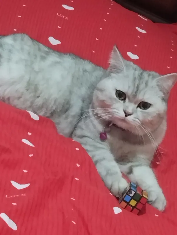 Серебристая кошка, есть ещё 4 котёнка 1
