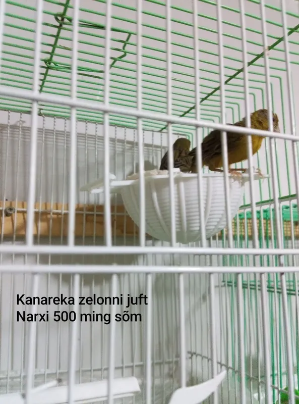 Kanareka zelonni juft