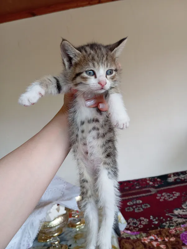 котята все девочки отдадим даром в хорошие руки — фото 2
