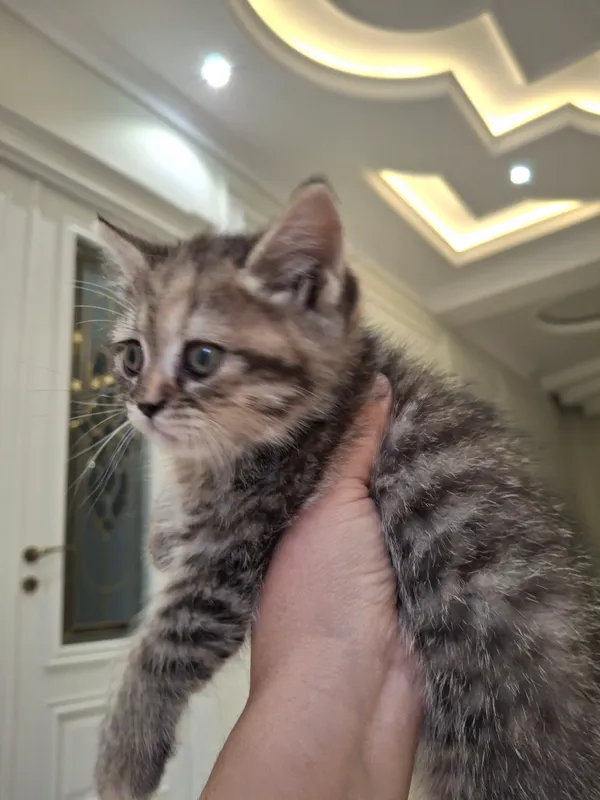 koshka 2 koshka 2