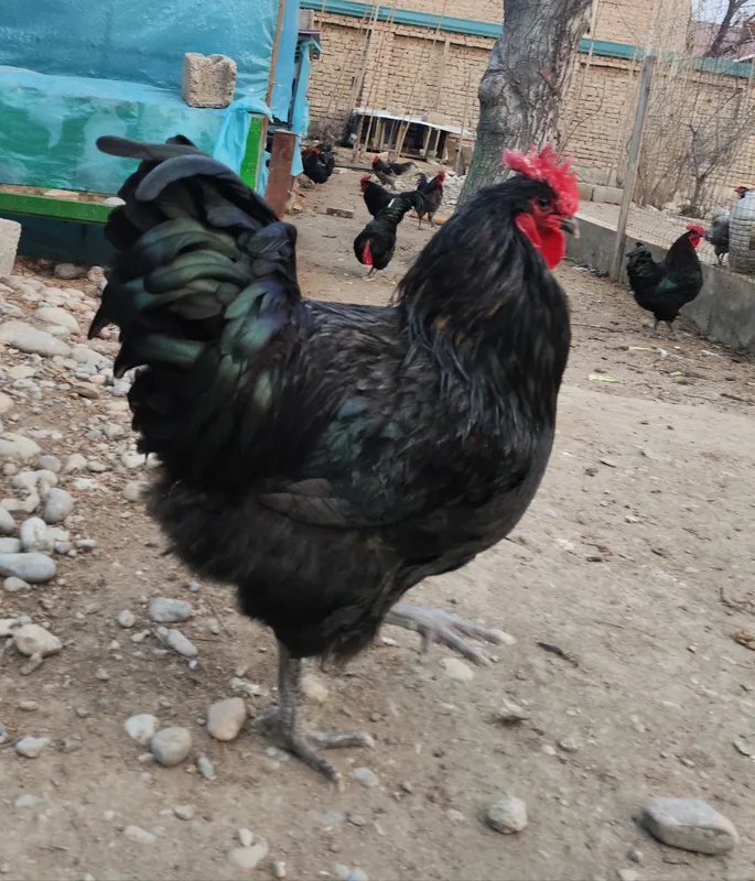Australorp zotli tovuq tuxumlari sotiladi.