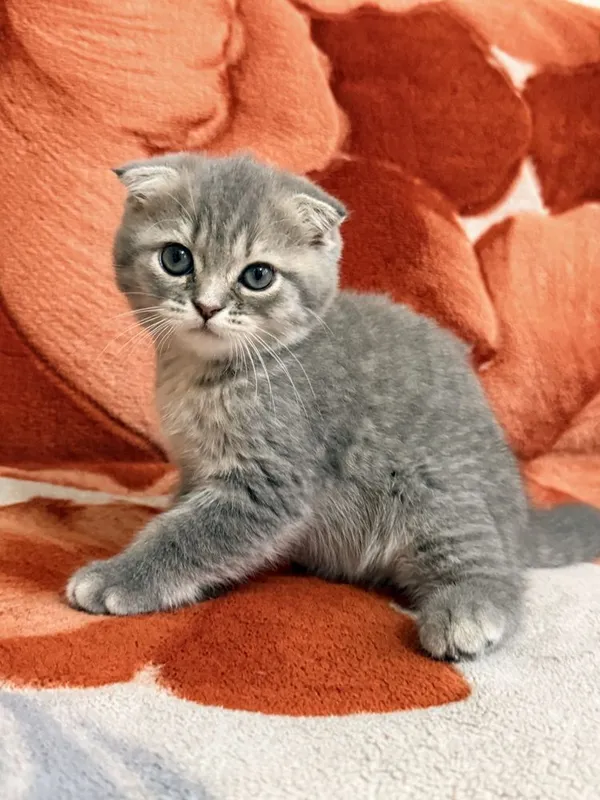 Шотландские котята 1 Шотландские котята 1