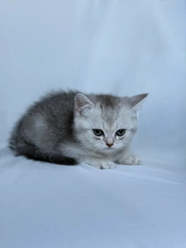 Scottish straight chinchilla original !!! 7 Scottish straight chinchilla original !!! 7