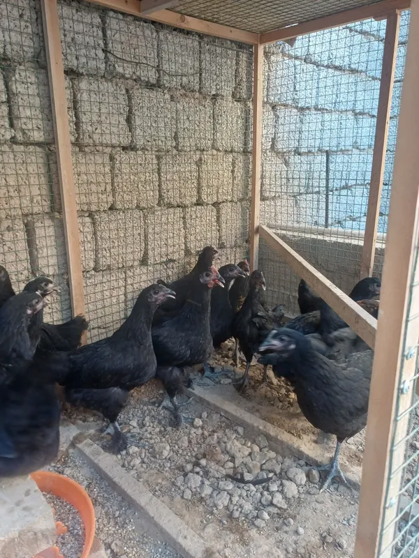 Кора шахзода жужалари сотилади. 3 Кора шахзода жужалари сотилади. 3