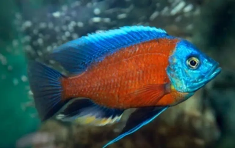 Copadichromis kadango afrikan sixlid bollari sotiladi Copadichromis kadango afrikan sixlid bollari sotiladi