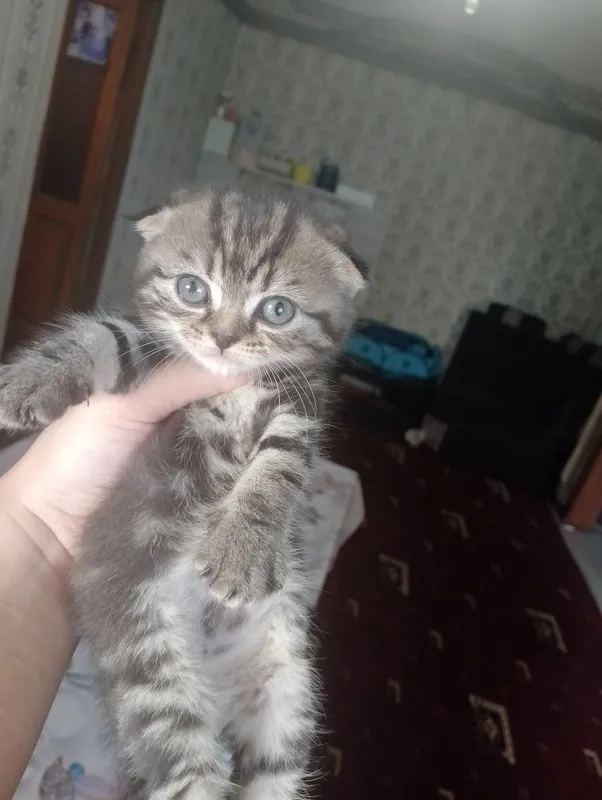 Шотландское вислоуха — фото 4