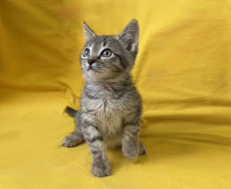 Котенок Трикуся ищет любящего хозяина! 2