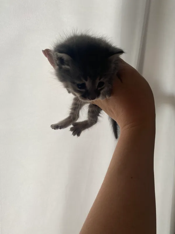 Котята. Им месяц. Отдам даром