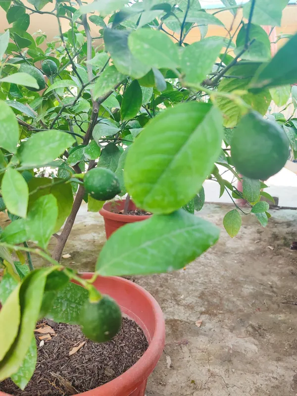Limon daraxti sotiladi mevasi bilan. Продается лимонное дерево с плода 4