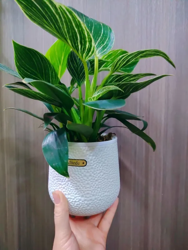 Philodendron Биркин 5 Philodendron Биркин 5