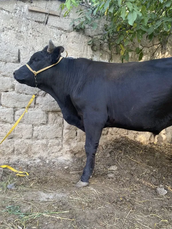 Boqma Buqa sotiladi 1 Boqma Buqa sotiladi 1