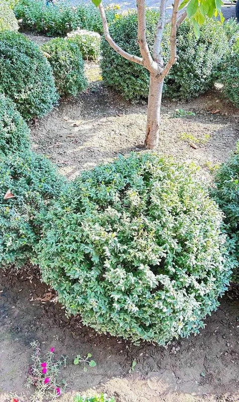Шамшод-самшит (buxus) 1 Шамшод-самшит (buxus) 1