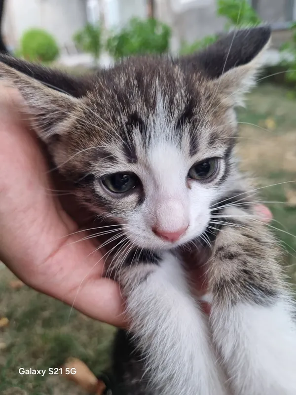 Котята 3 Котята 3