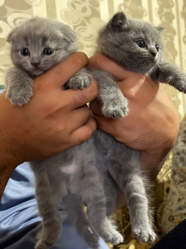 Котёнок,девочки скотиш фолд 2 Котёнок,девочки скотиш фолд 2