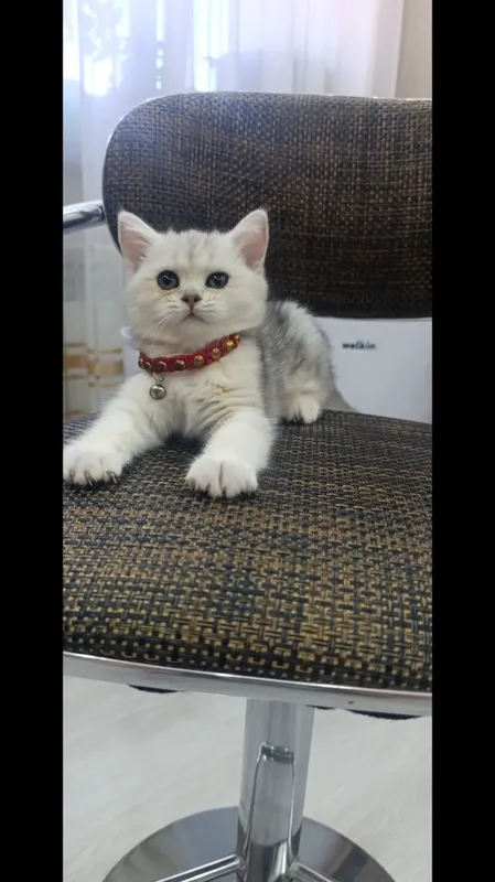 Серебристая щиншила