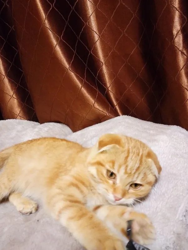 Scottish Fold Golden — фото 3
