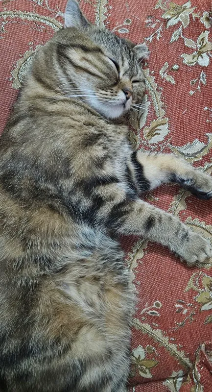 mushuk 2